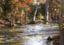 Cypress color on the Guadalupe River