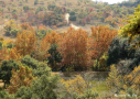 Fall color and the pond at BCNA