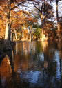 Cypress trees on the Guadalupe River