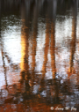 Cypress tree reflections in the Guadalupe River