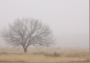 Trees in Fog by D.K. Langford