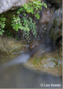 Fern near water by Leo Keeler