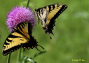 Tiger Swallowtail butterflies