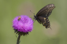 Pipevine Swallowtail Butterfly by Larry Ditto 2015